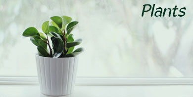 Send plant Online Send plant Online