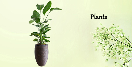 Send plant Online